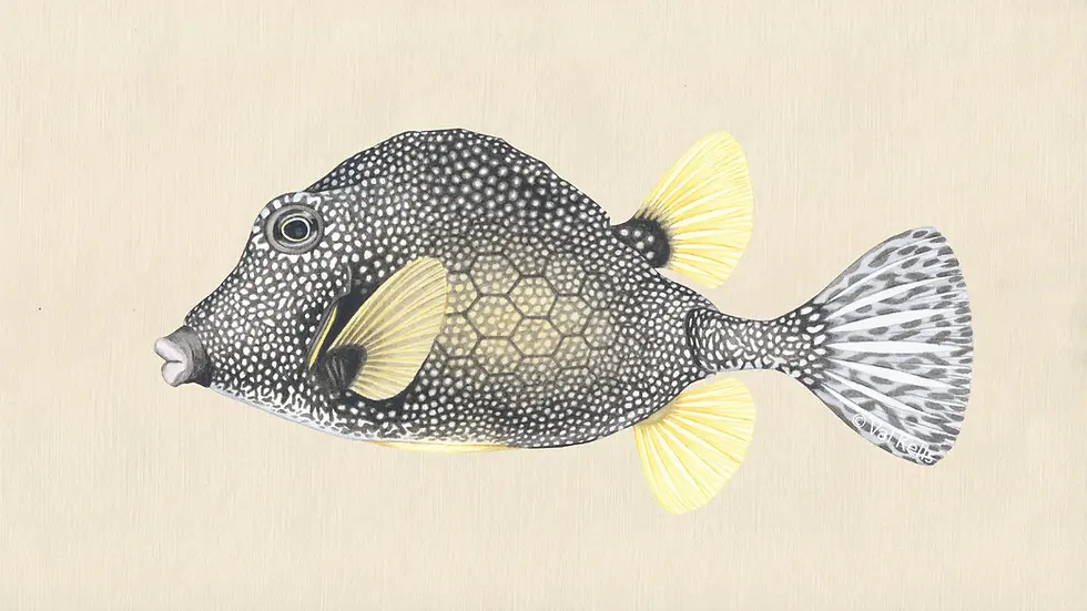 Illustration of a Lactophrys triqueter.