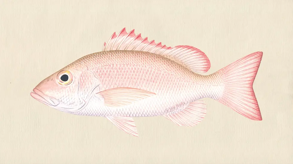 Illustration of a Lutjanus mahogoni.