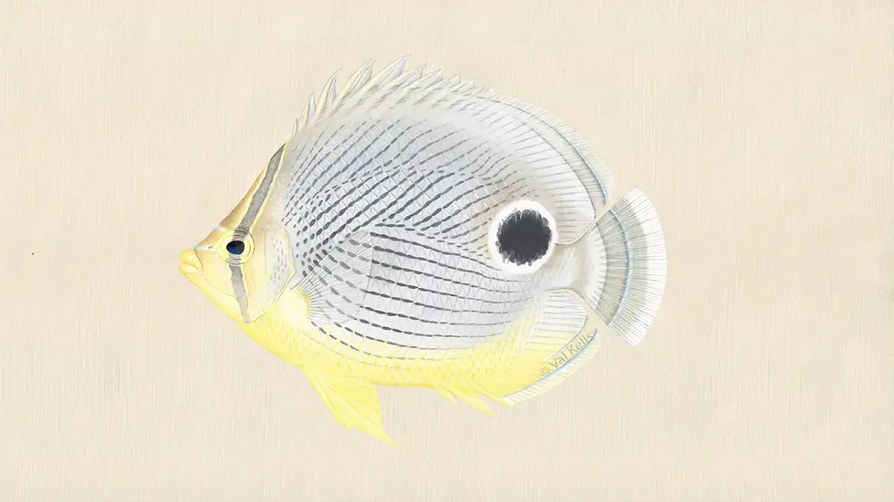 Illustration of a Chaetodon capistratus.