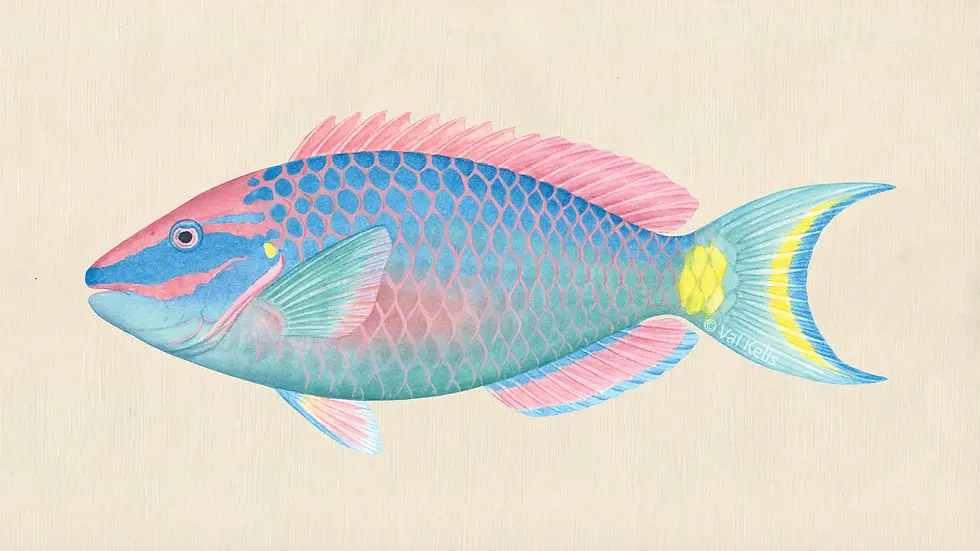 Illustration of a Sparisoma viride.