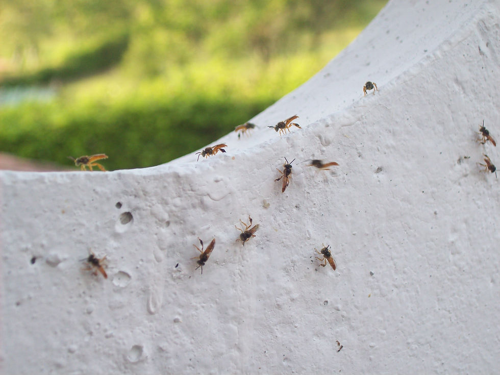 Fotos de nuestros visitantes