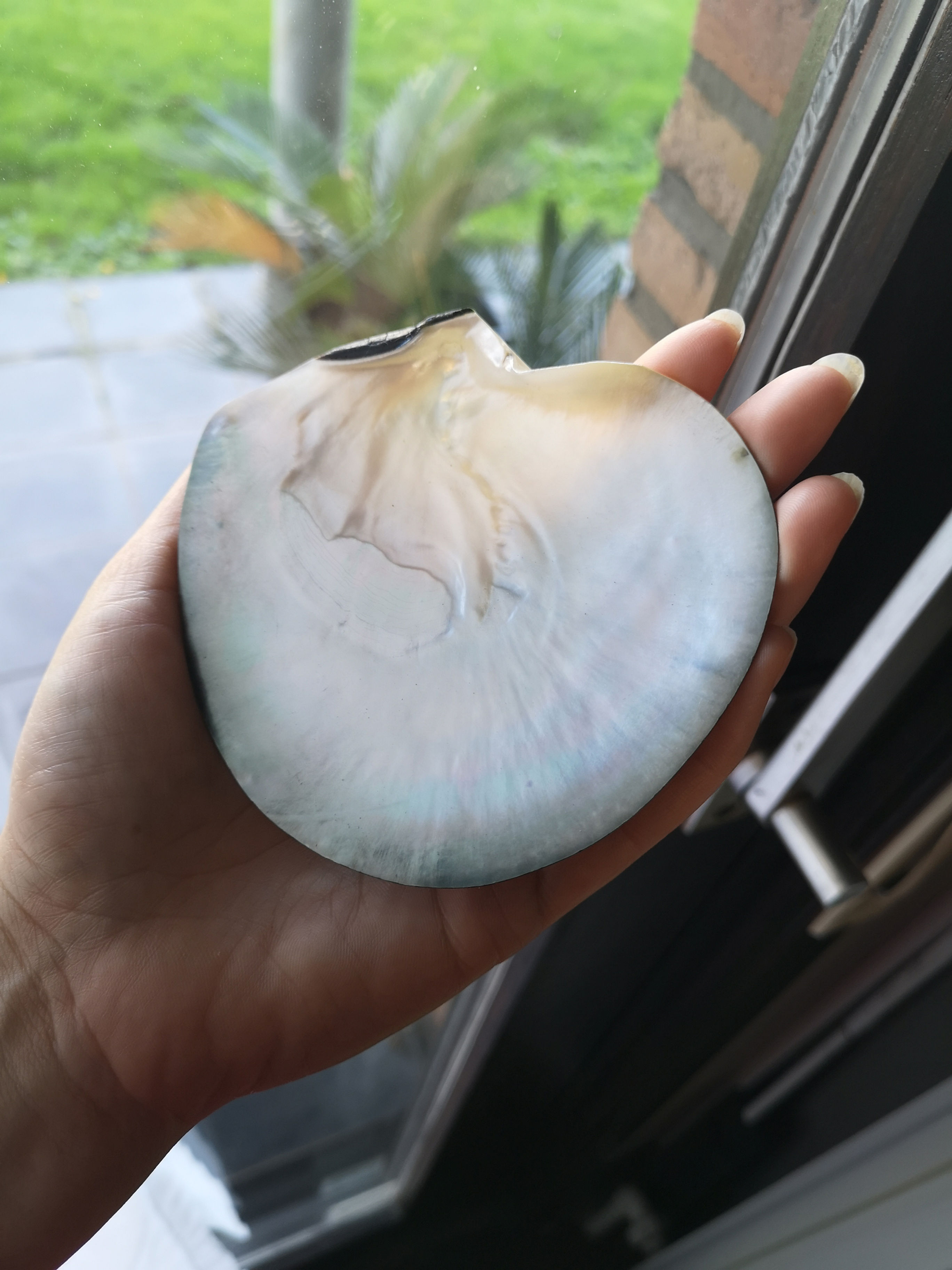 Porte-savon coquillage naturel nacré