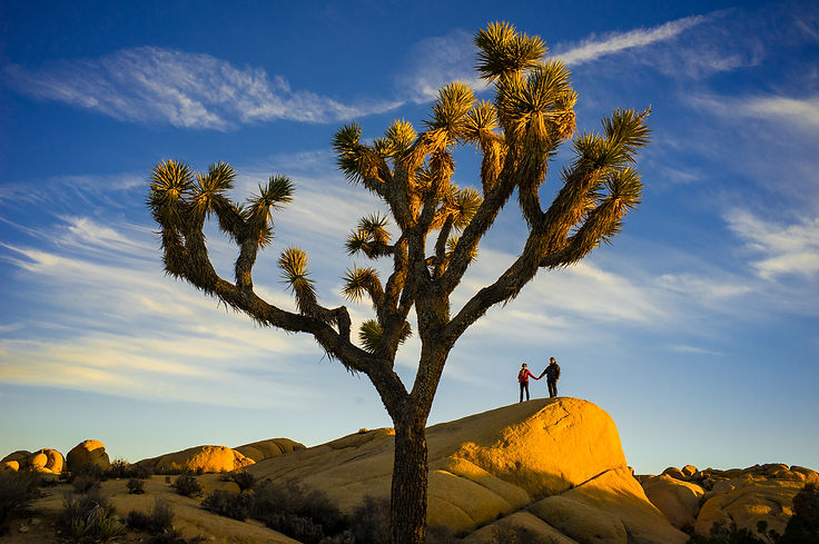 1360_Joshua_Tree_NP_Annick_Guy_191.jpg