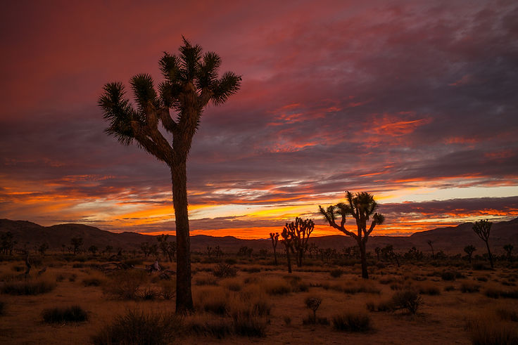 1260_Joshua_Tree_NP_191-bewerkt.jpg