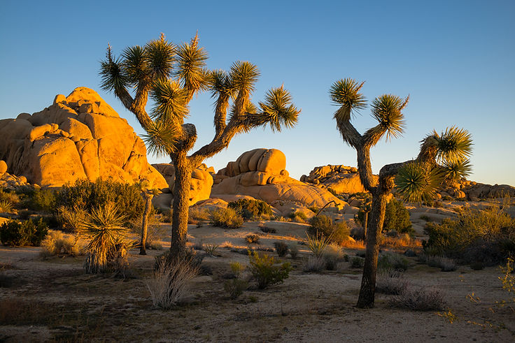 1260_Joshua_Tree_NP_200.jpg