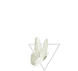 Tanja Hintze. Raum für Lebenskraft & Schmetterlingsflügel