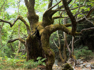 ARCADIA THYSELF, NATURE & PERCEPTION