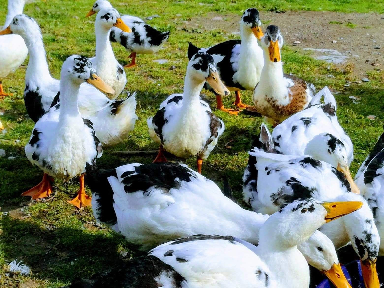 MAGPIE DUCKS