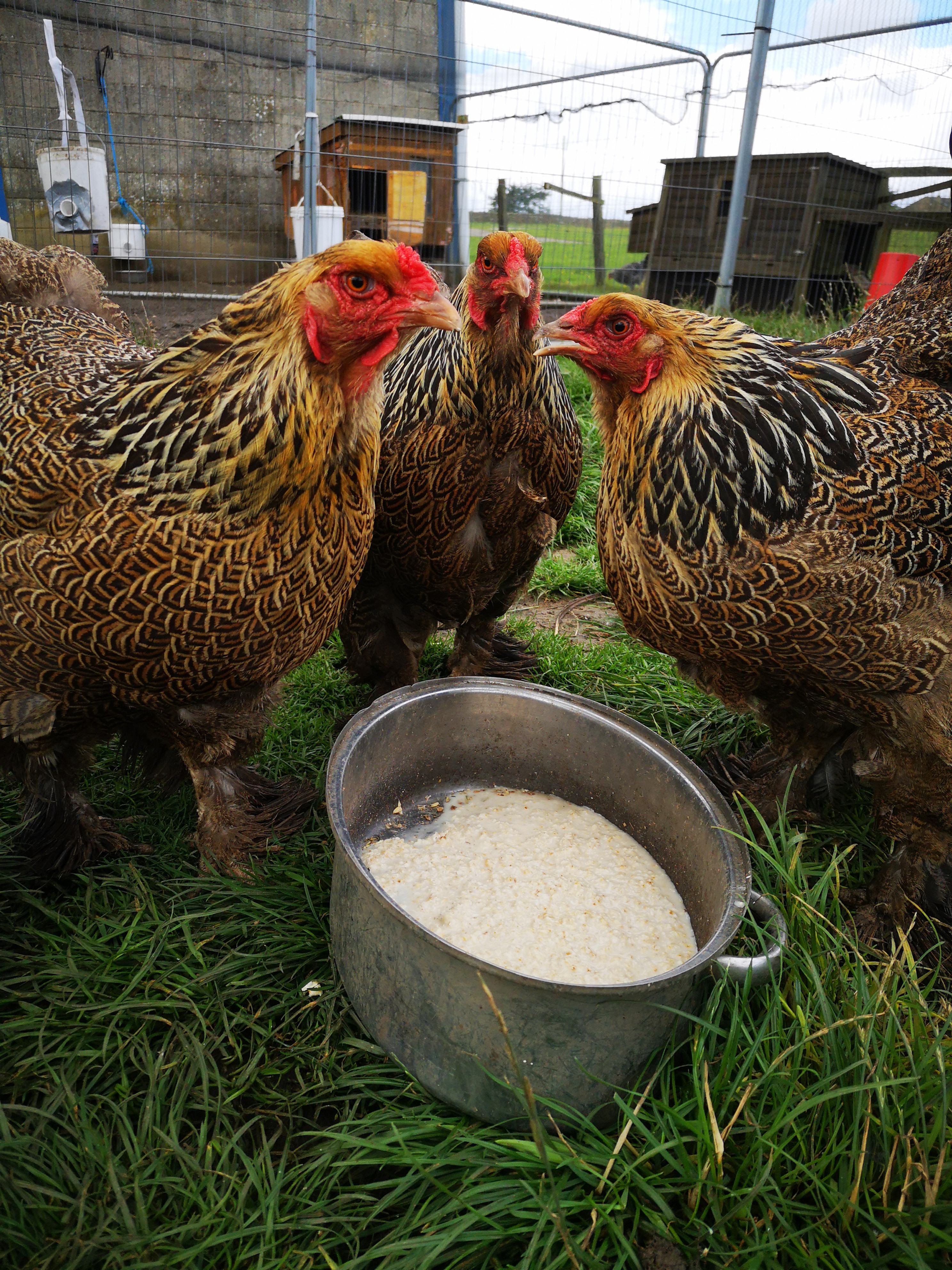 GOLD PARTRIDGE BRAHMA