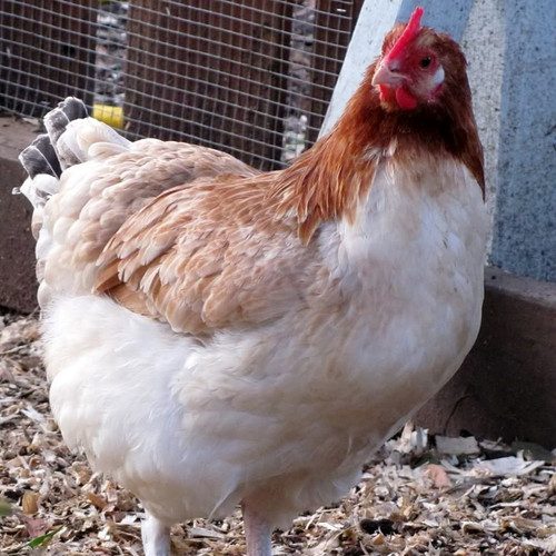 Wheaton Maran Hatching Eggs I Love Poultry