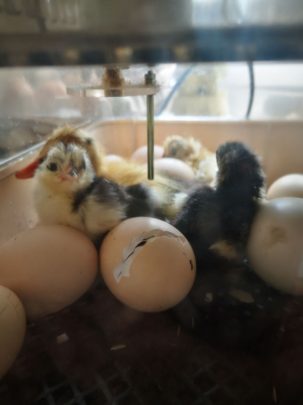 A chick inside an egg hatching