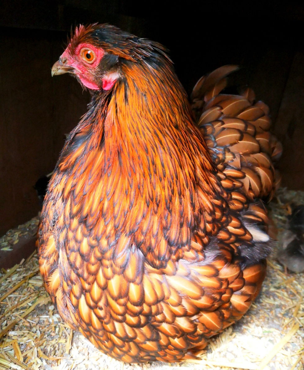 Gold Laced Orpington Hatching Eggs | I Love Poultry