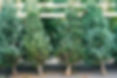 Christmas trees in the farm market for sale in holiday season.jpg