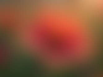 Understanding the Importance of High-Quality Imaging