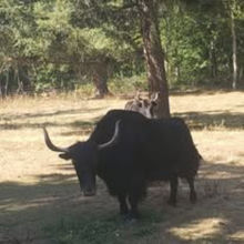 Ivan, a Black yak with prominent horns