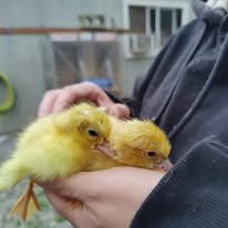 Two fuzzy yellow ducklings held in hands