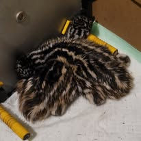 2 day old Emu chicks with brown and black stripes