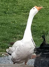 White goose looking up, Huey