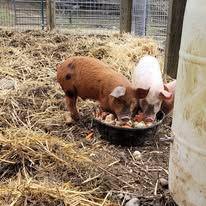 Brown and pink piglets eating from a bowl in a straw lined pen