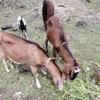 Two brown goats and a black and white goat grazing on grass