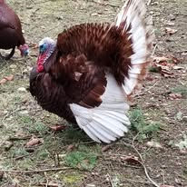 heritage breed, Bourbon red turkey tom