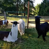 Llama, alpaca, and goat in a grassy field