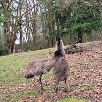 Two emus in a wooded area