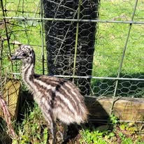 Emu chick with striped plumage
