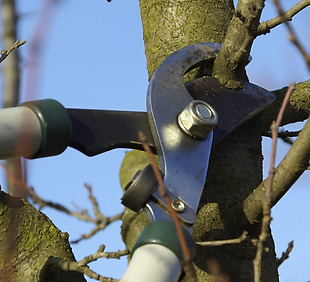 tree_purning.png