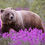 Thumbnail: Grizzly In Pink