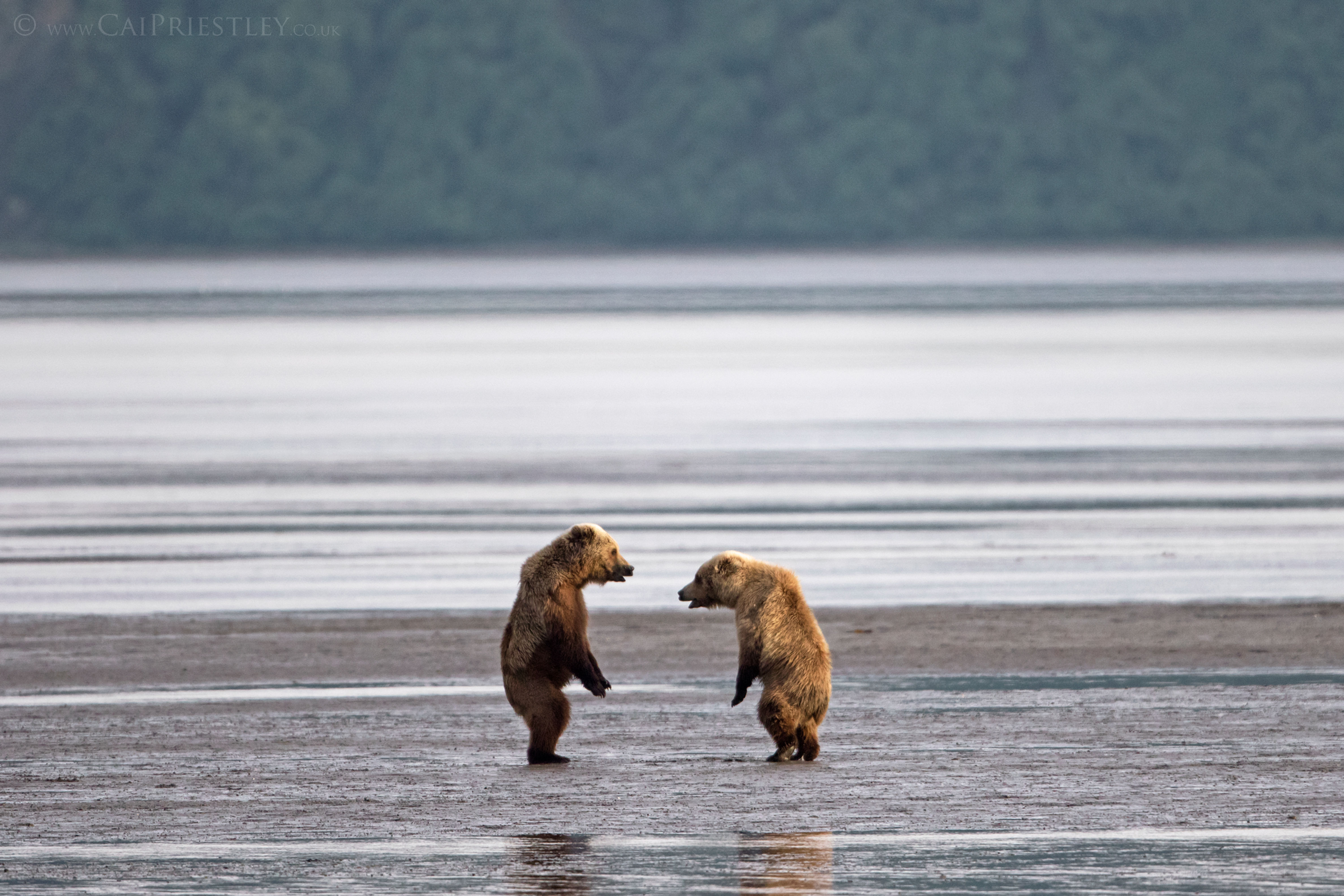 Grizzly Bears