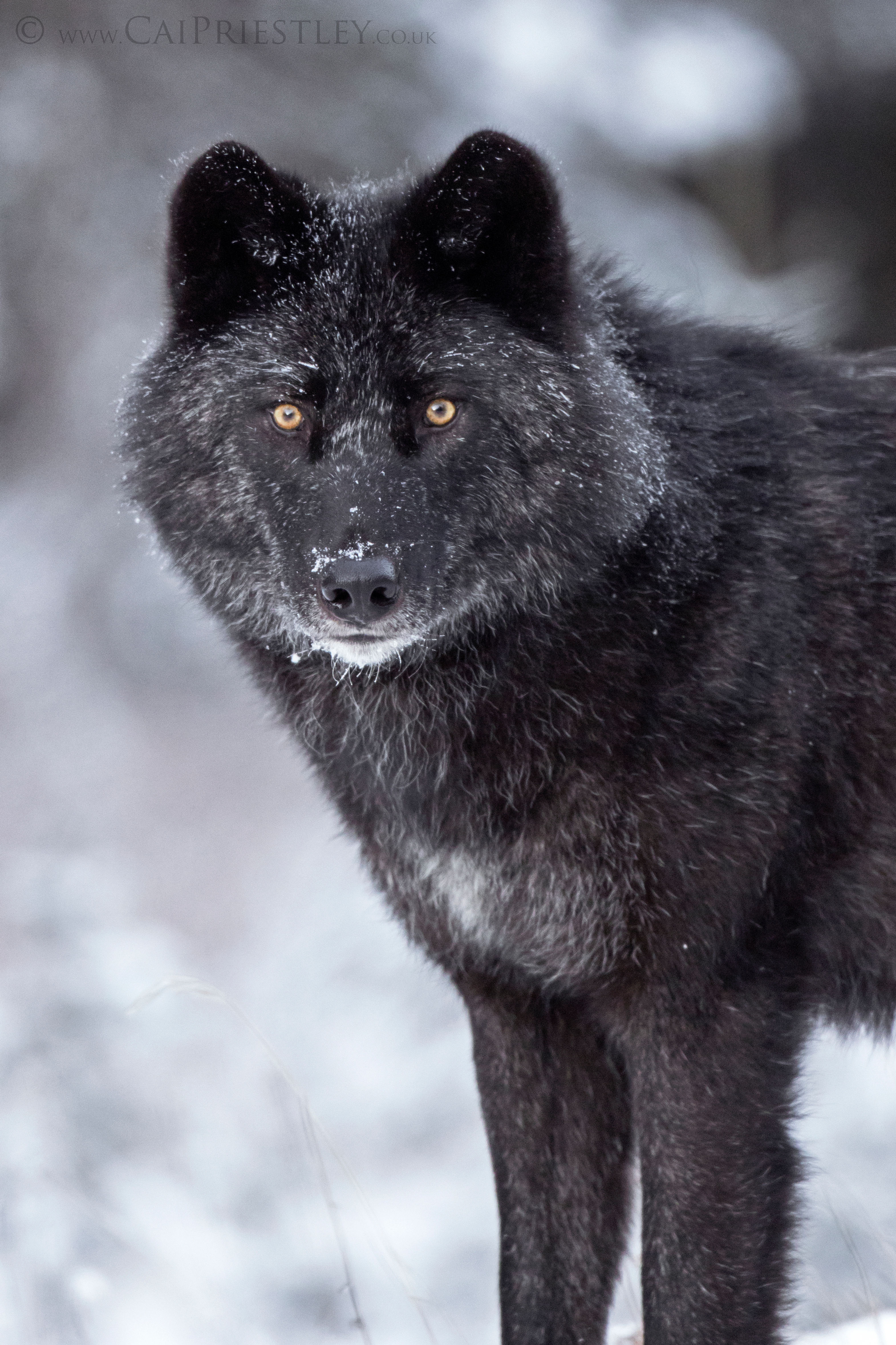 Black Wolf Portrait 4