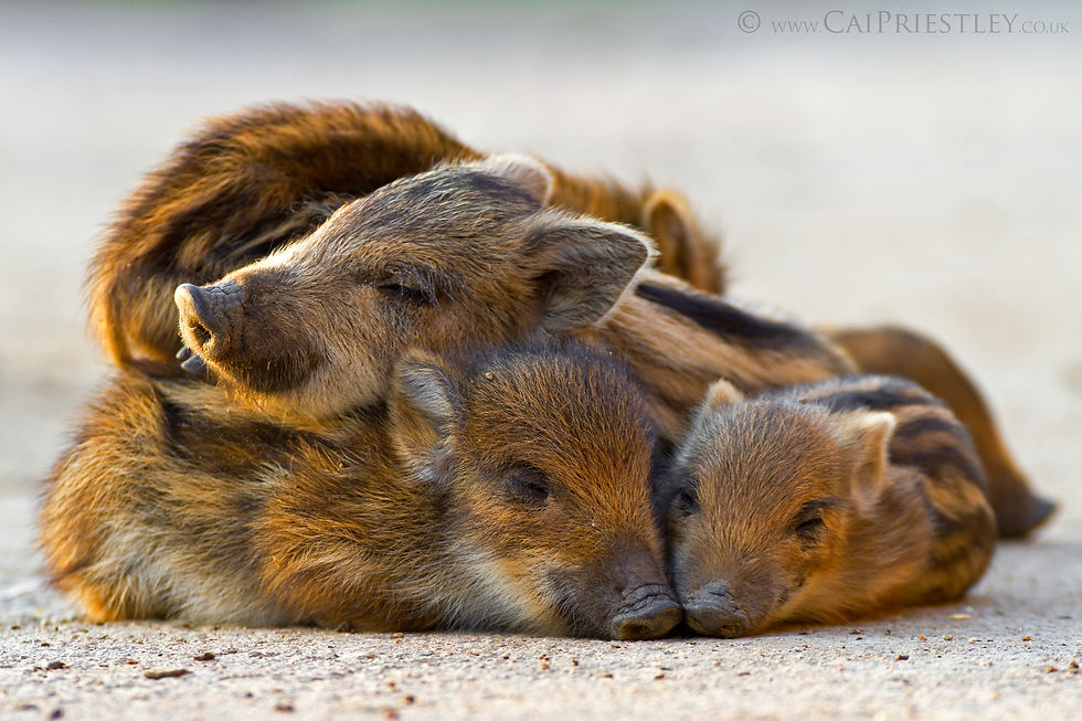 Piglet Slumber