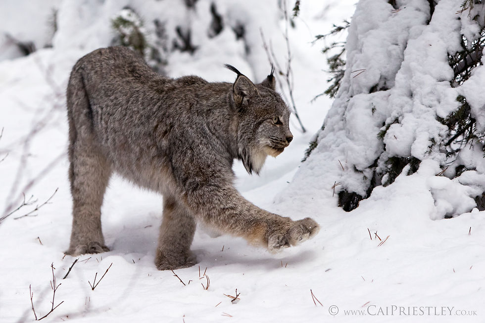 Canadian Lynx 13