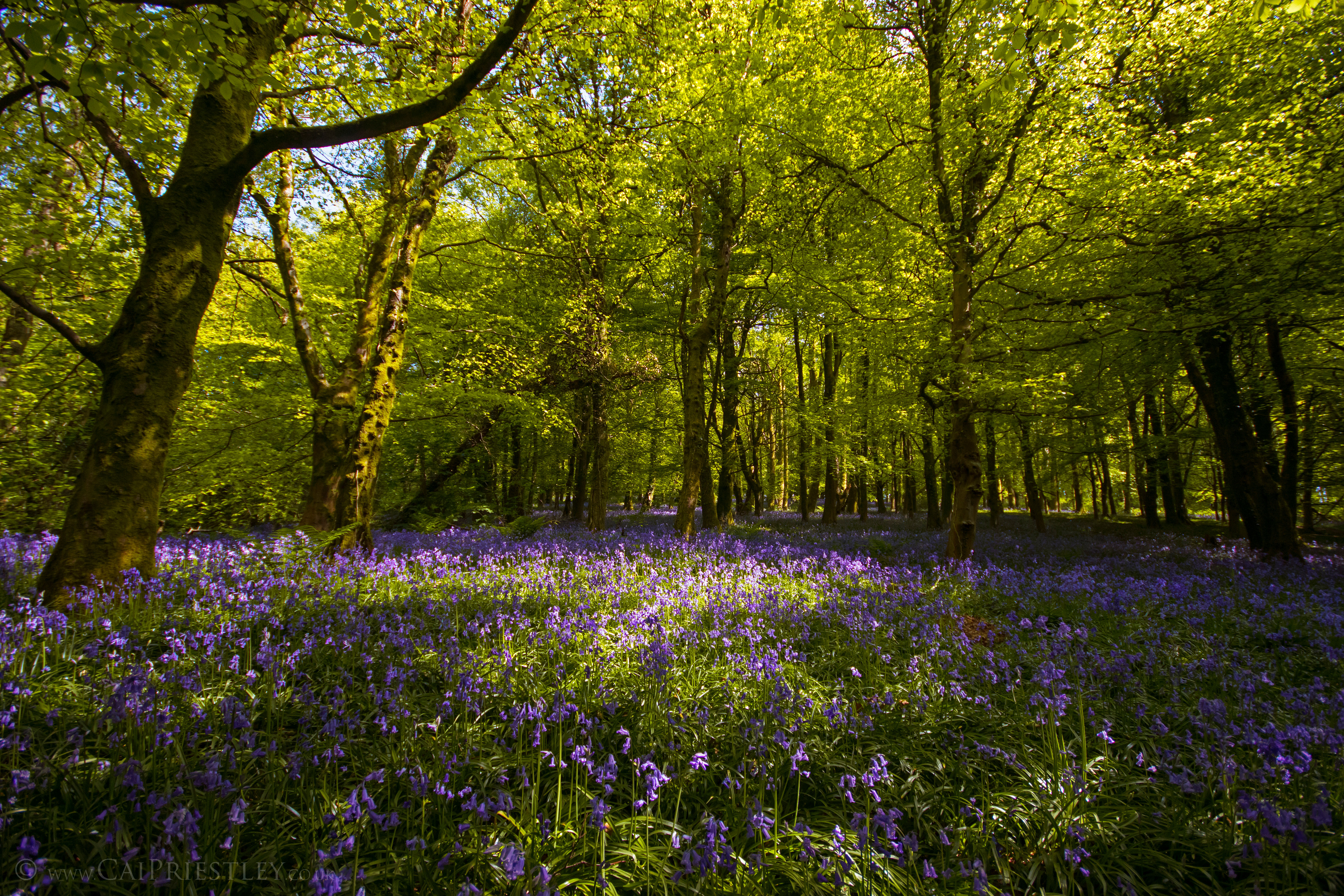 Wenallt Bluebells