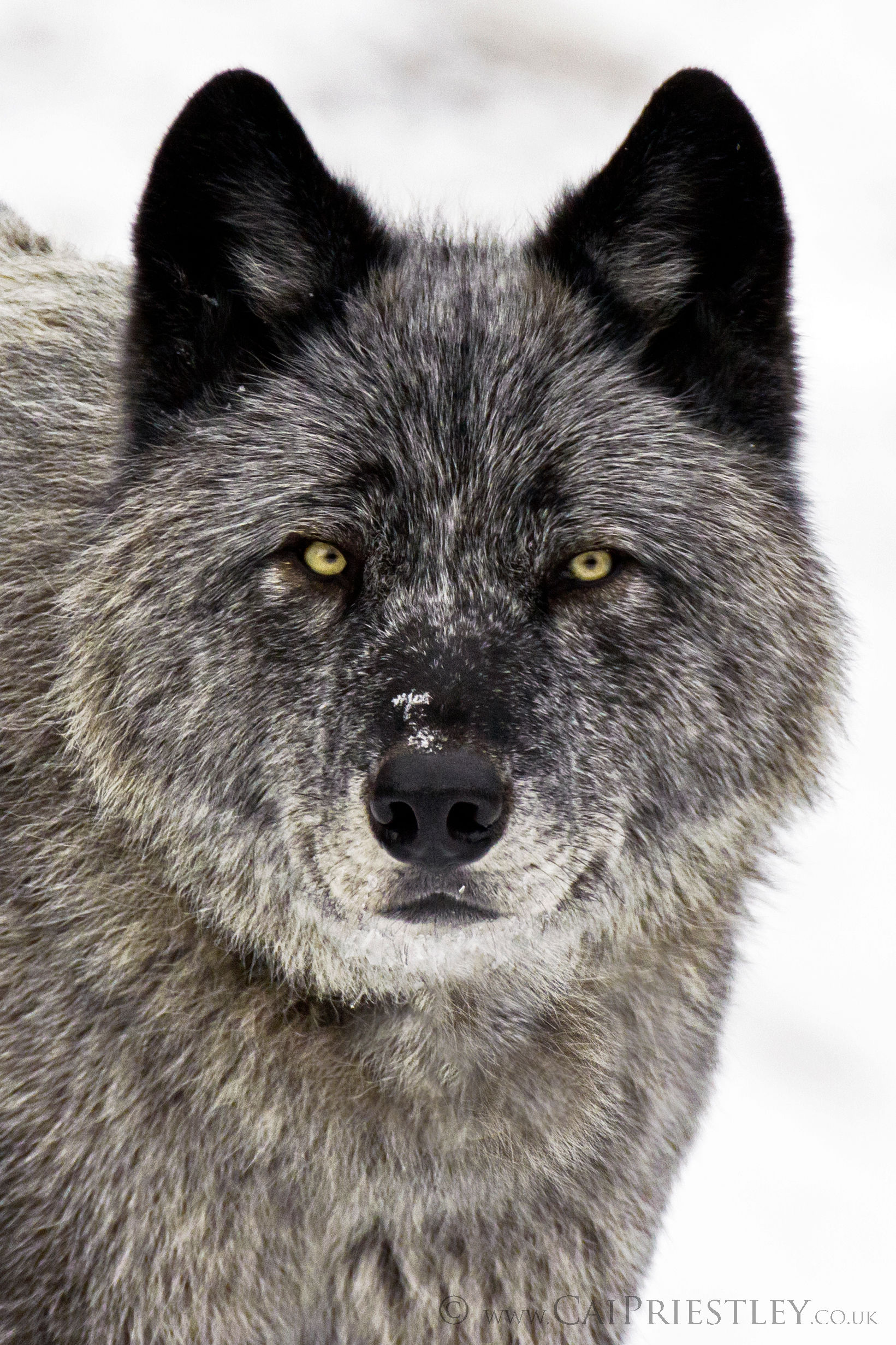 Grey Wolf Portrait 3