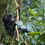 Thumbnail: Baby Mountain Gorilla 4