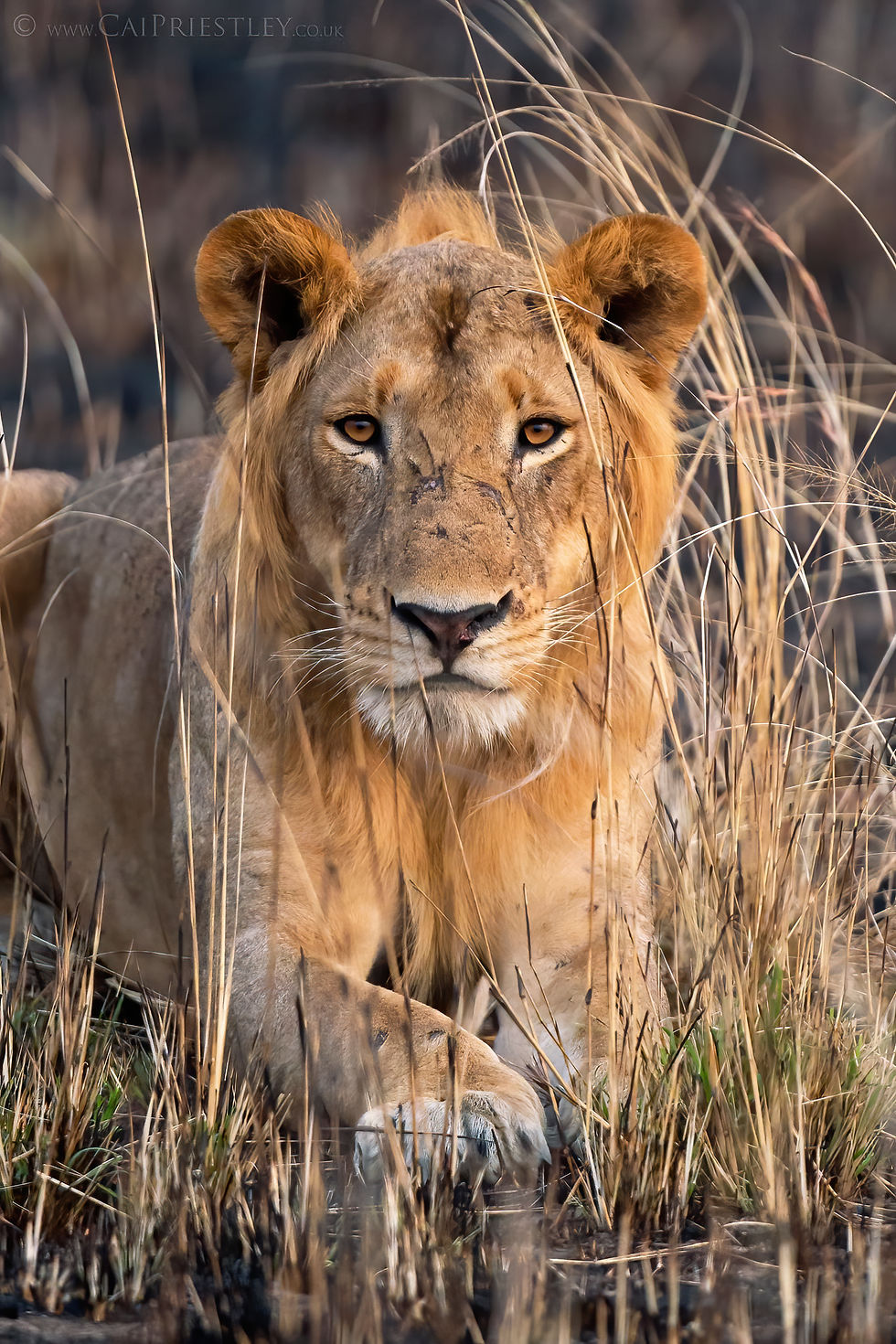 Young Male Lion