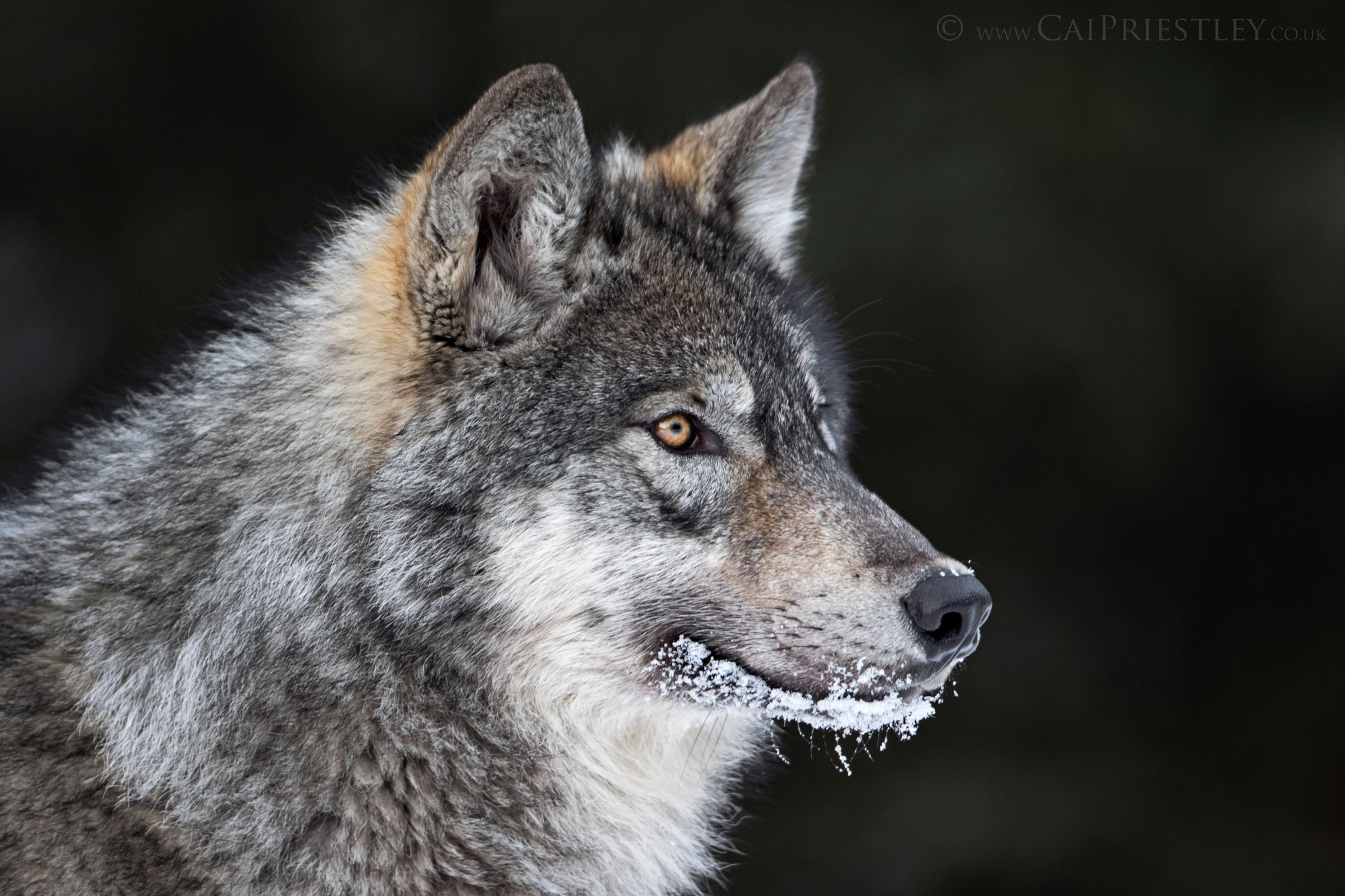 Grey Wolf Portrait 2