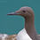 Thumbnail: Guillimot