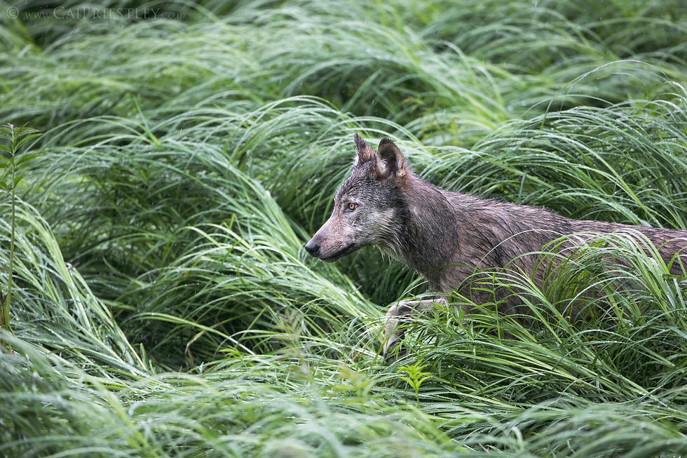 Coastal Wolf Grass