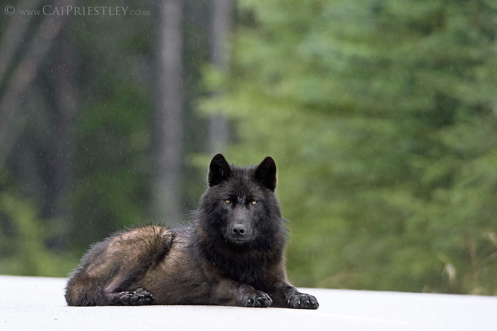 Black Wolf Lying