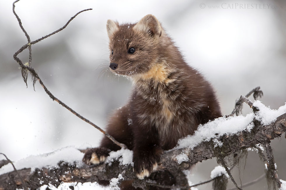 Pine Marten Snow 2