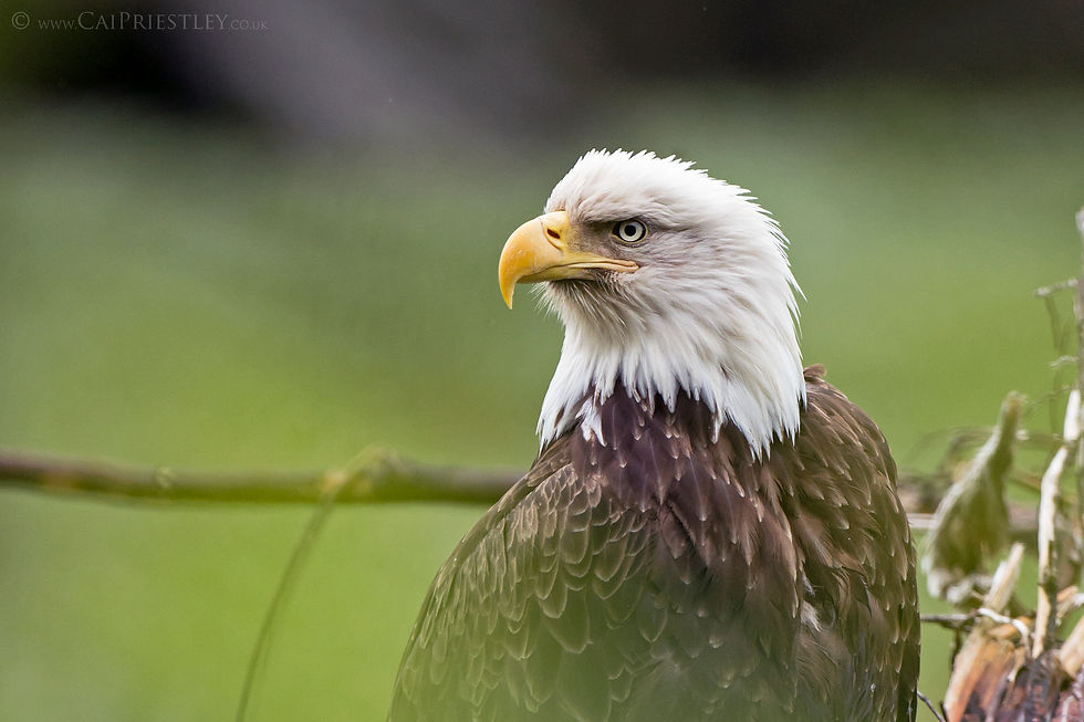 Bald Eagle Portrait