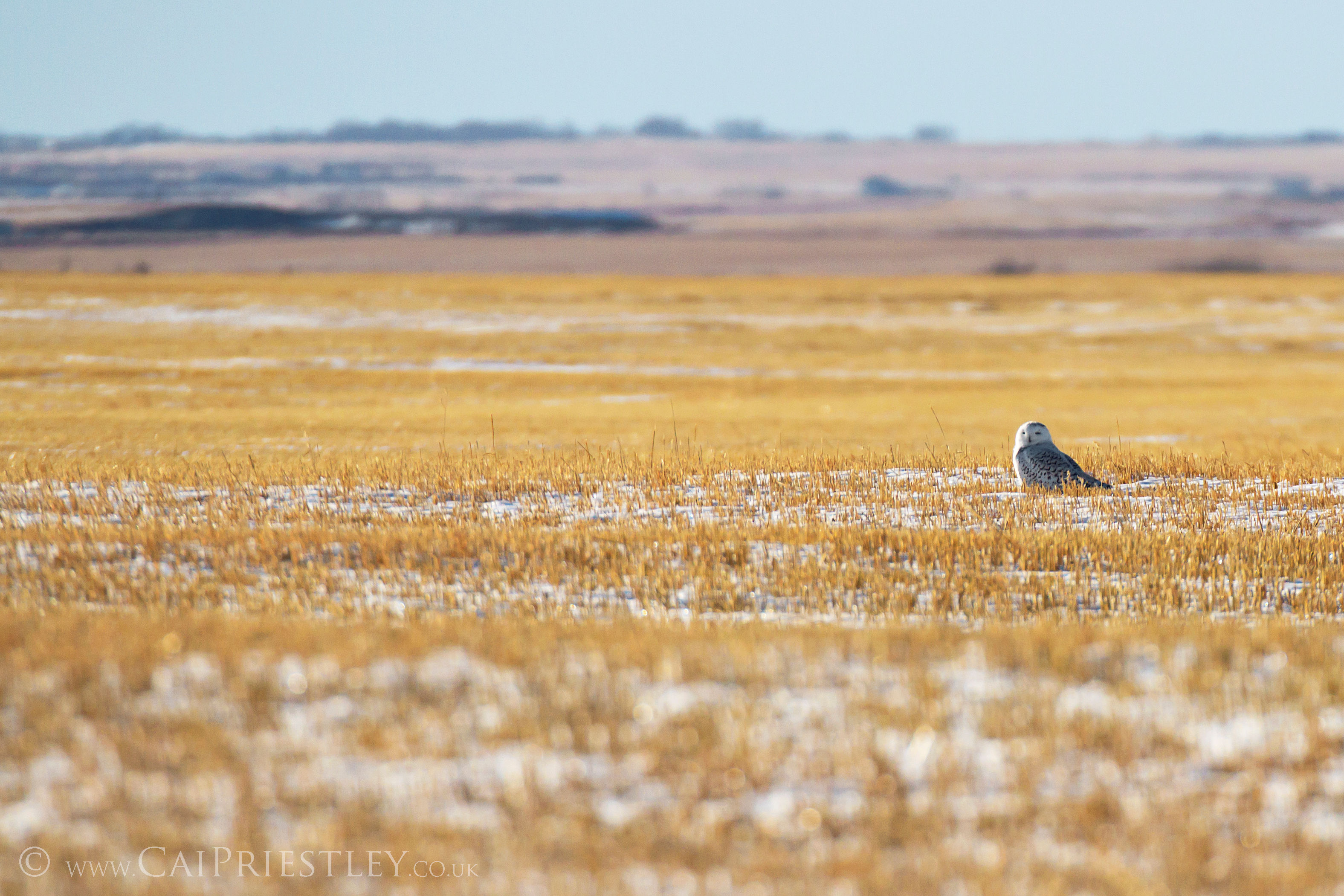 Snowy Owl 1