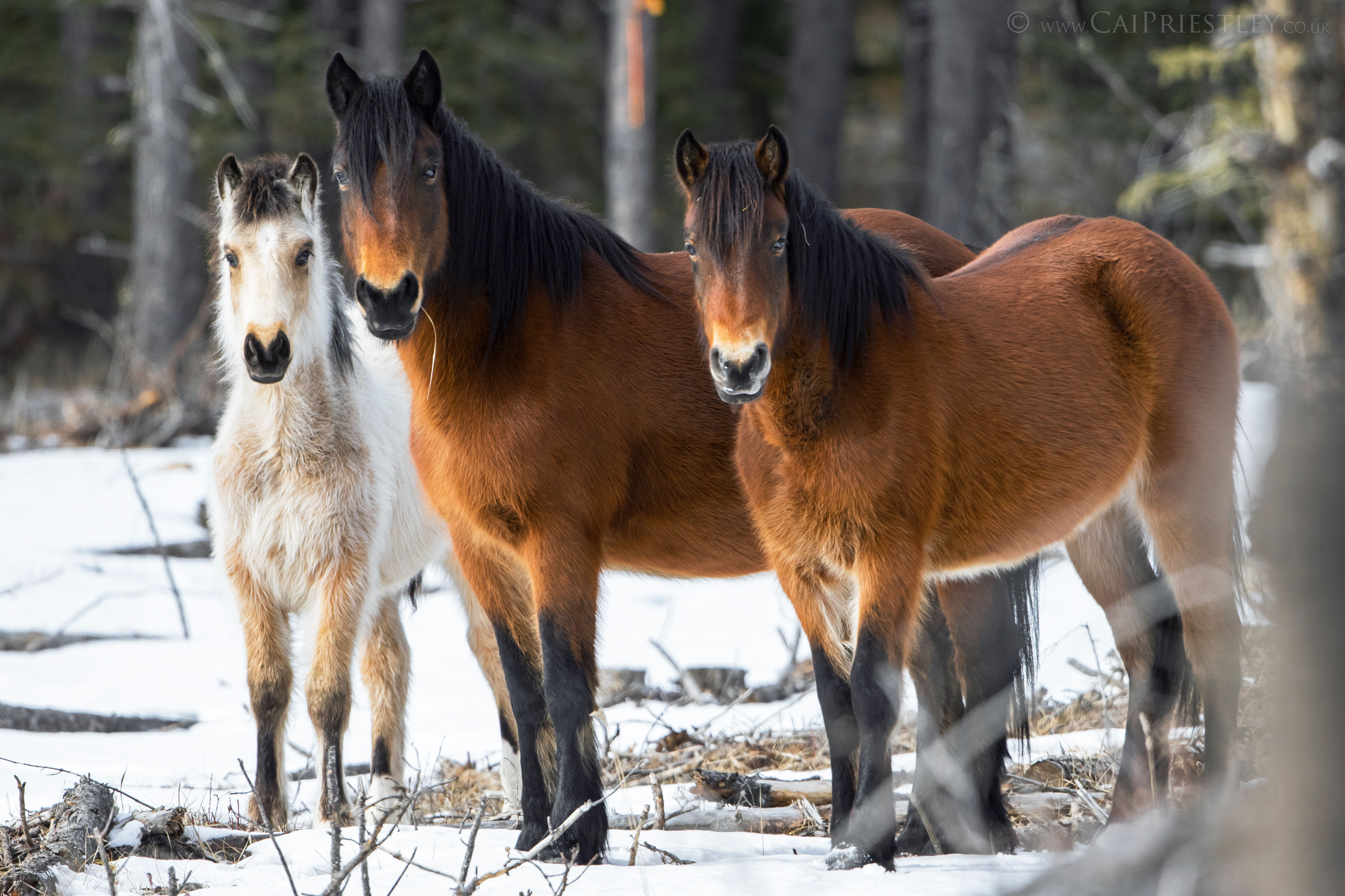 Wild Horses