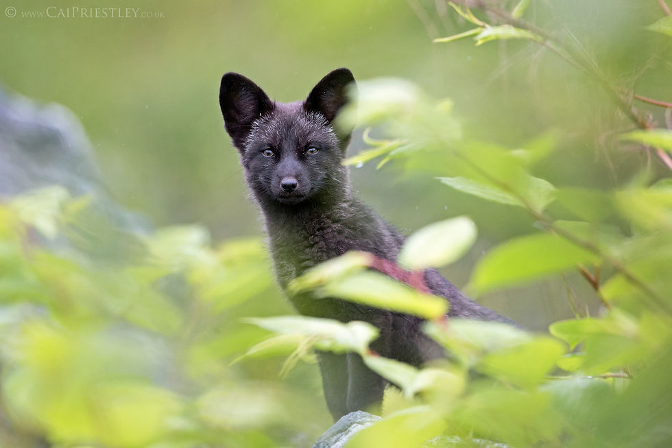 Black Fox Kit 3