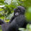 Thumbnail: Baby Mountain Gorilla 2