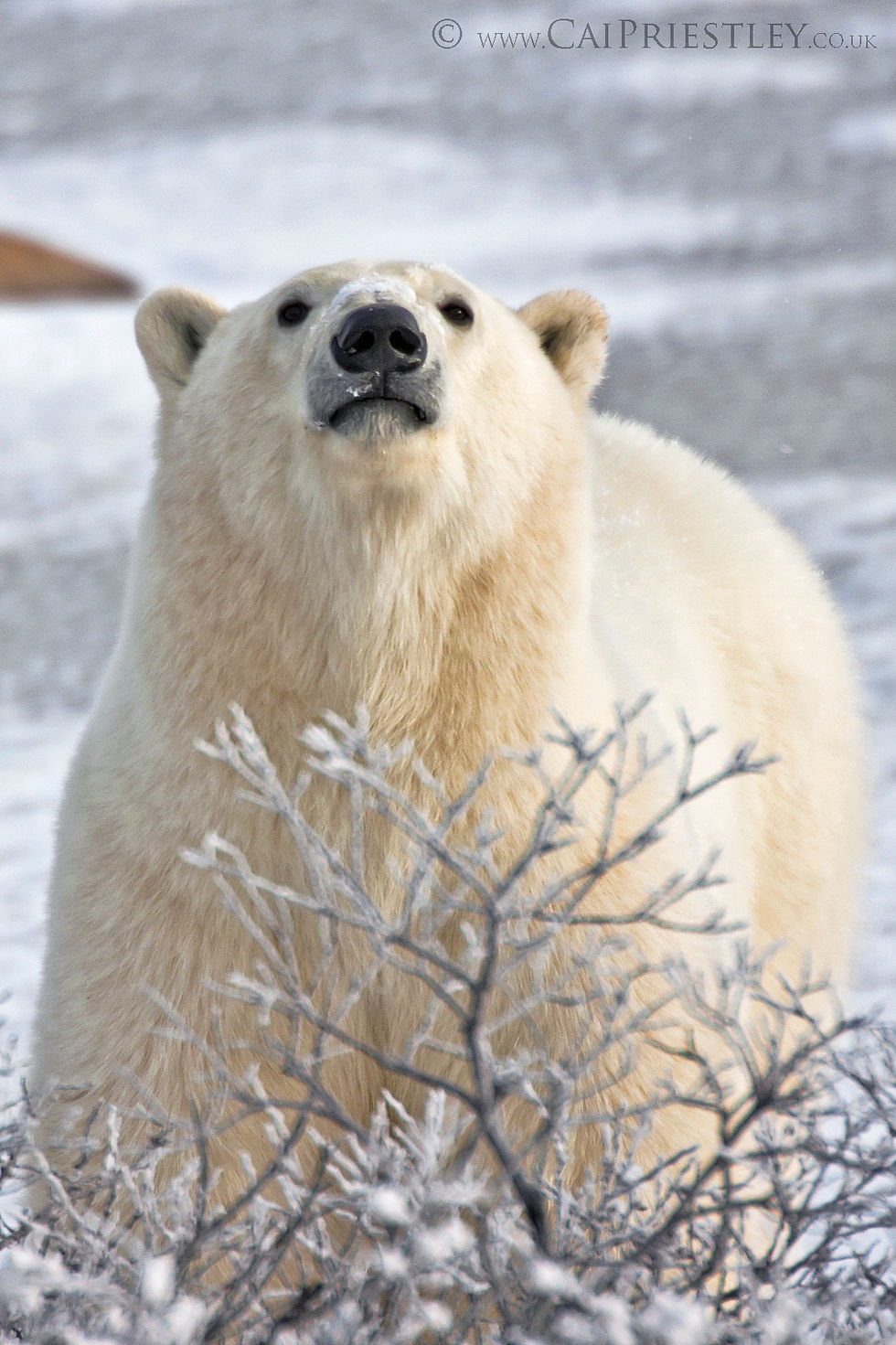 Polar Bear 1
