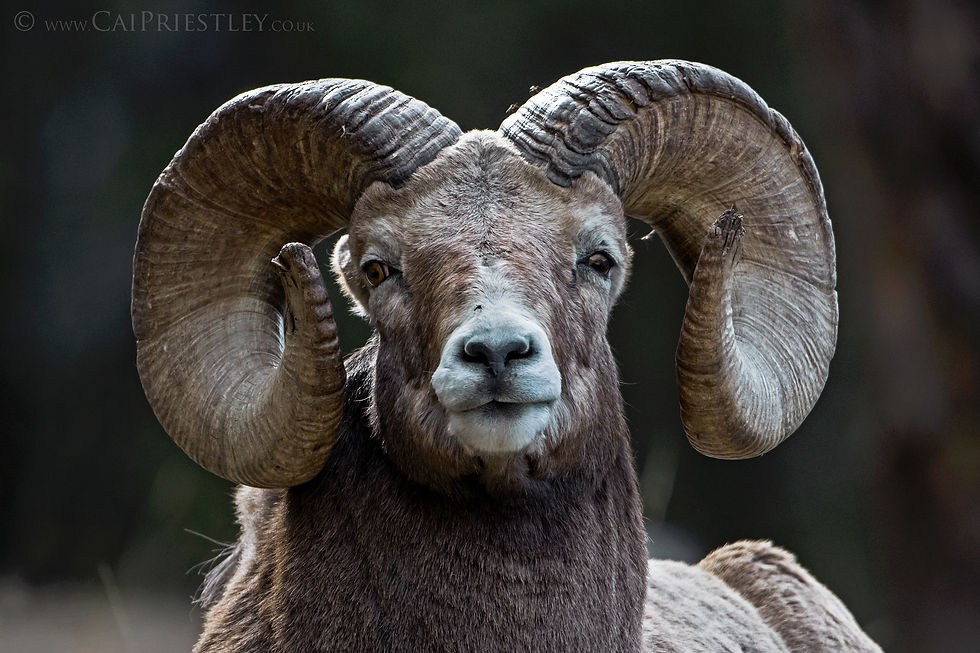 Bighorn Ram Portrait 1